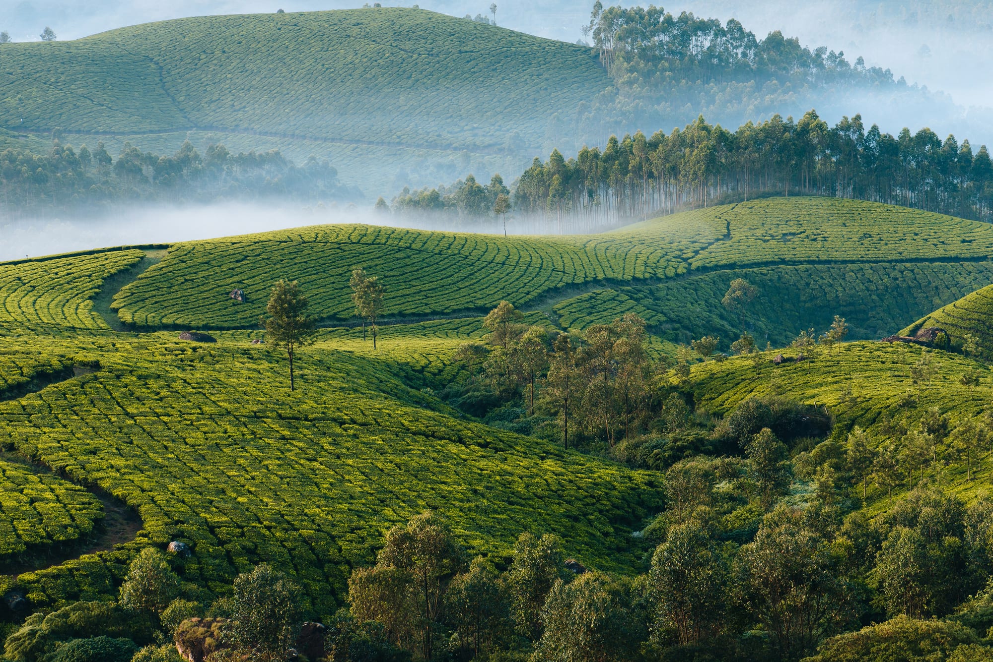 Nuwara Eliya