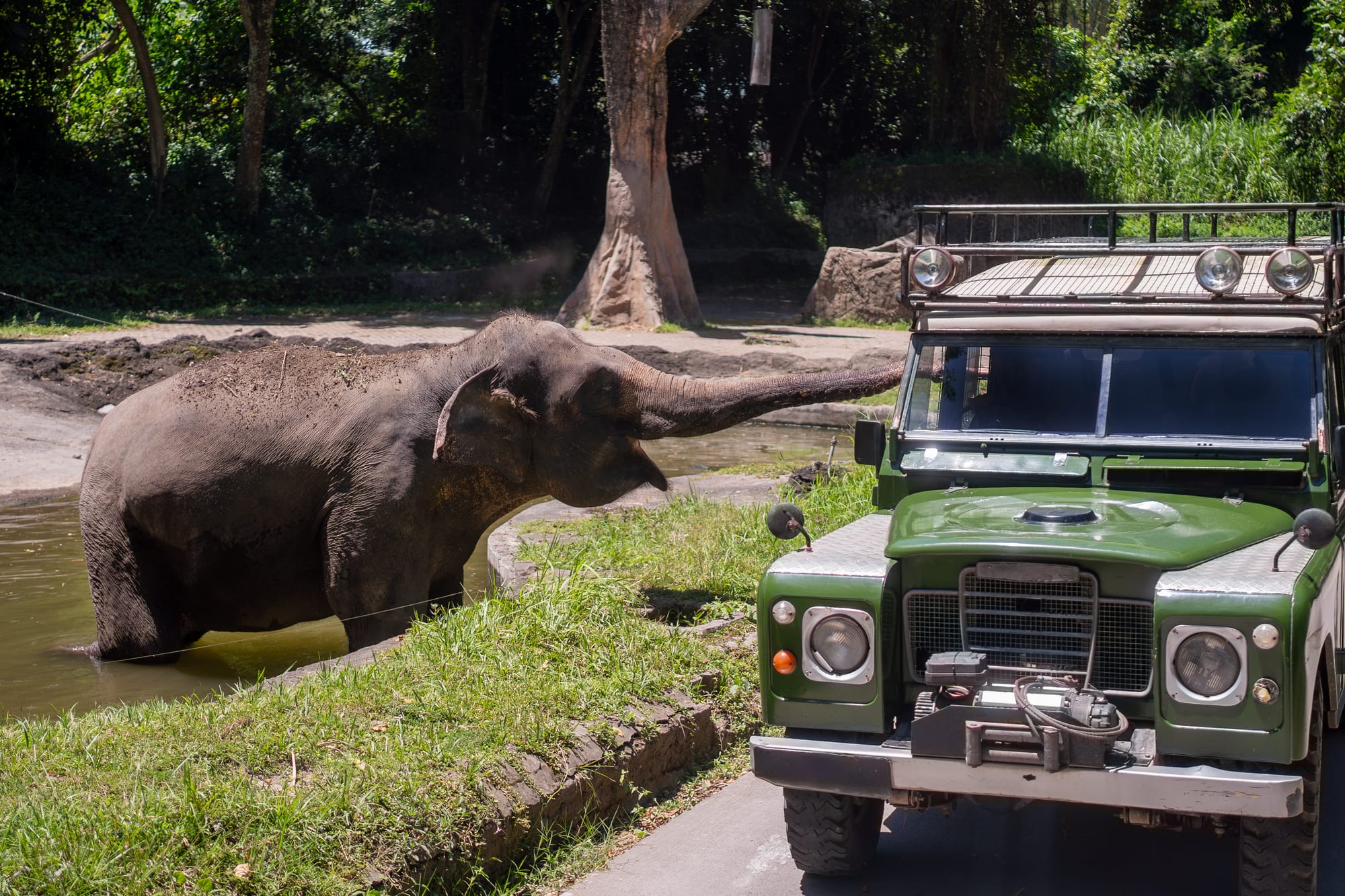 Wildlife Safari Short Break
