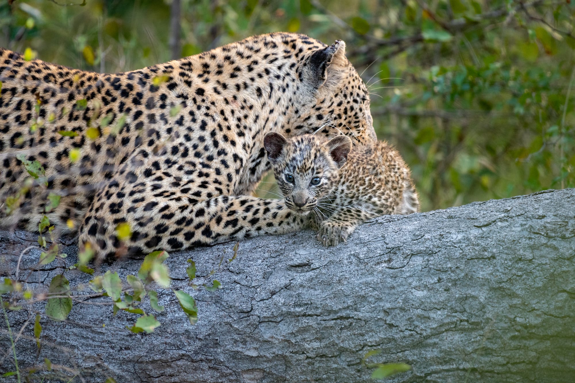 Yala National Park